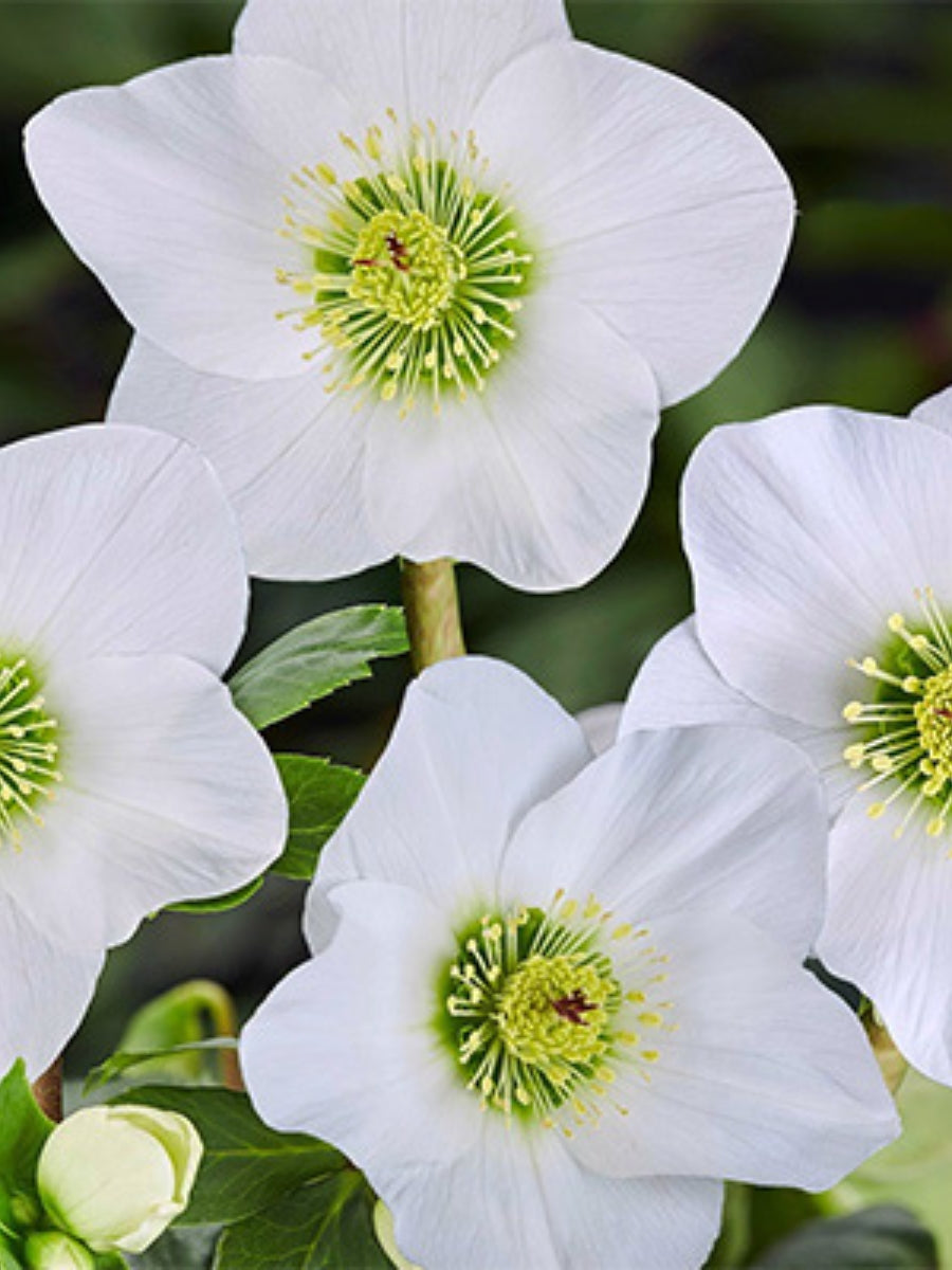 Hellebore Winter Ballet 'Lisann' 1G